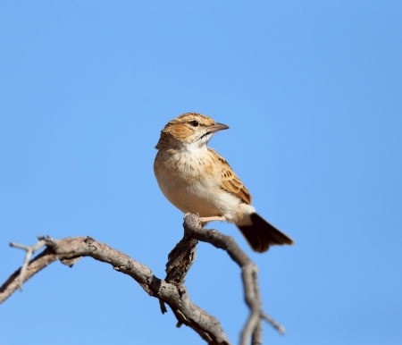 Fawn-coloured Lark ( Mirafra africanoides ) - South Africaの写真素材