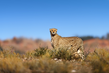 Cheetah on top of a hill  - Kalahari desert - South Africaの写真素材
