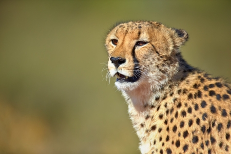 Cheetah portrait  - Kalahari desert - South Africaの写真素材