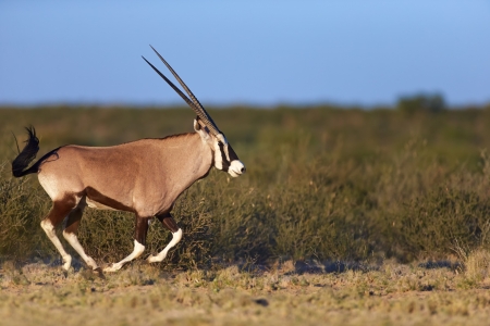 Gemsbok running ( Oryx gazella) - Kalahari -  South Africaの写真素材