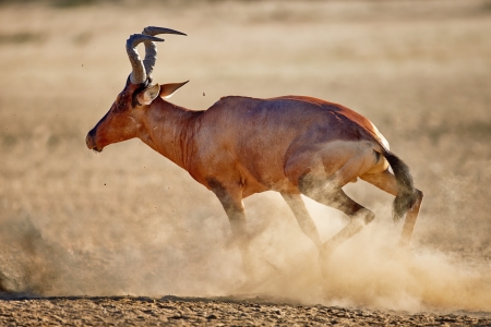 Red hartebeest running ( Alcelaphus caama ) -  Kalahari desert -  South Africaの写真素材