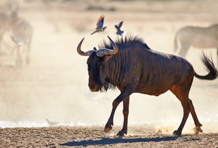 Blue wildebeest on dusty plains (  Taurinus; connochaetes ) - Kalahari desert - South Africaの写真素材