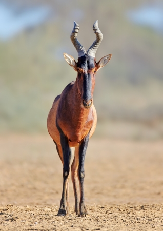 Red hartebeest  ( Alcelaphus caama ) -  Kalahari desert -  South Africaの写真素材