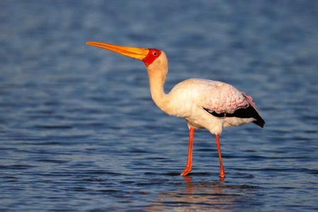 Yellow-billed stork (Mycteria ibis) wading in the water(Mycteria ibis - South Africa)