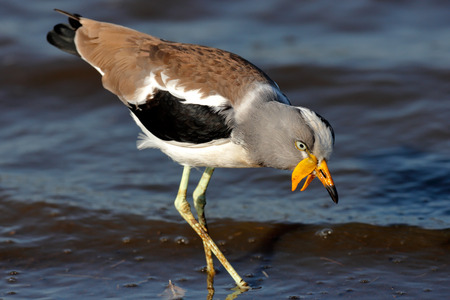White-crowned lapwing (Vanellus albiceps) wading in water - Kruger National Park (South Africa)の写真素材