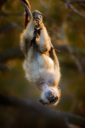 Playful Chacma baboon (Papio cynocephalus) hanging upside down from branch - Kruger National park (South Africa)の写真素材