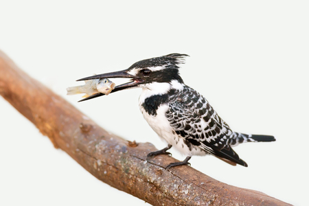 Pied Kingfisher (Ceryle rudis) holding a small fish in it's beak - Kruger National Park (South Africa)の写真素材