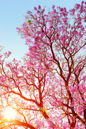 Sun rays breaking through the branches and beautiful pink flowers of a Jakaranda treeの写真素材