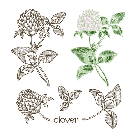 Clover  Vector illustration  Can be used as a design element のイラスト素材