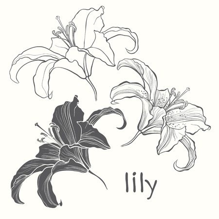 Set of lilies isolated on white background. Hand drawn vector illustration, sketch. Elements for design.のイラスト素材