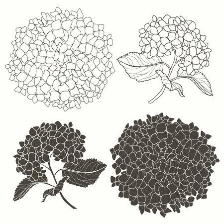 Set of hydrangeas  isolated on white background. Hand drawn vector illustration, sketch. Elements for design.のイラスト素材
