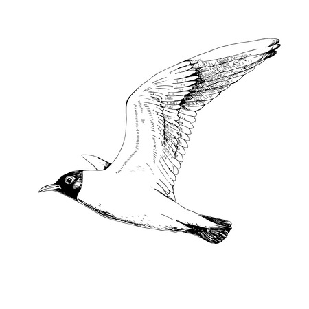 Seagulls. Hand drawn vector llustration, realistic sketch.のイラスト素材