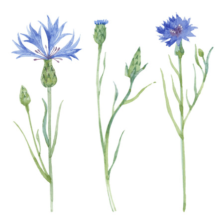 Watercolor cornflower set. Cornflower isolated on white background. Vector illustration.のイラスト素材