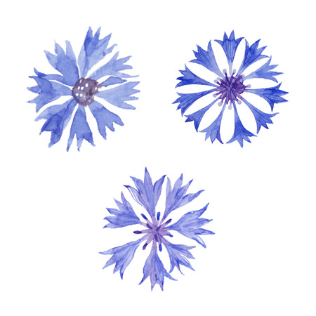 Watercolor cornflower set. Cornflower isolated on white background. Vector illustration.のイラスト素材