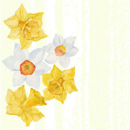 Greeting card or invitation with spring flowers narcissus. Vector watercolor hand drawn illustration.のイラスト素材