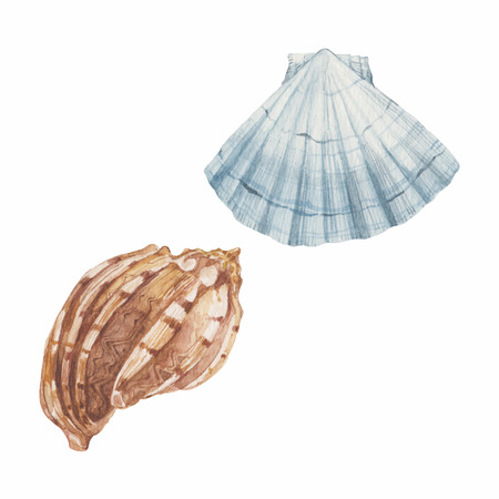 Shells isolated on white background. Vector watercolor hand drawn set illustration.のイラスト素材
