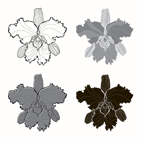 set of orchids isolated on white background. のイラスト素材