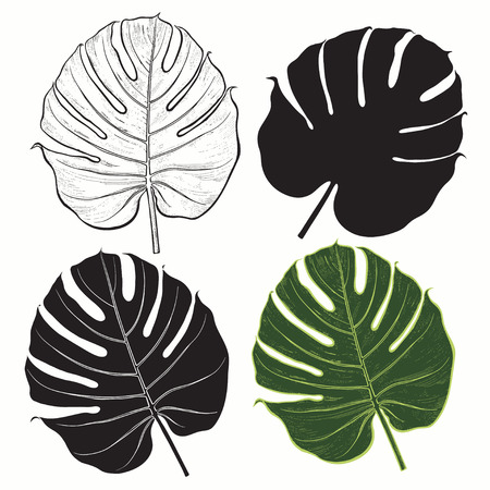 set of palm leaves isolated on white background.のイラスト素材