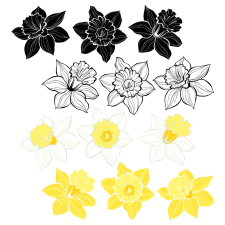 Daffodils.Set of spring flowers narcissus isolated on white background. Hand drawn vector illustration, sketch. Elements for design.のイラスト素材