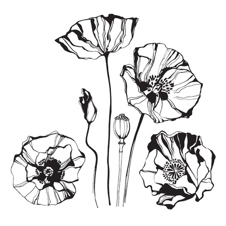Poppy, isolated elements for design on a white background. Vector set, hand drawn illustration.のイラスト素材