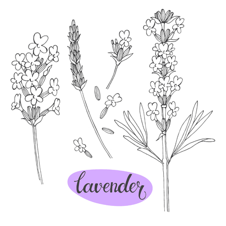 Lavender. Vector illustration, isolated floral elements for design. Contour monochrome collection of lavender flowers on white background.のイラスト素材