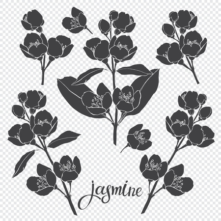 Jasmine. Isolated vector floral elements for design. Black silhouette.のイラスト素材