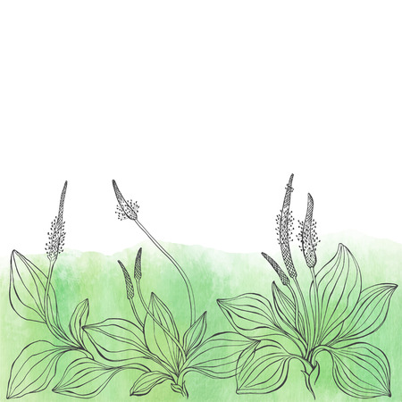 Floral vector background with plantains and space for text on a watercolor background. Invitation, greeting card or an element for your design.のイラスト素材