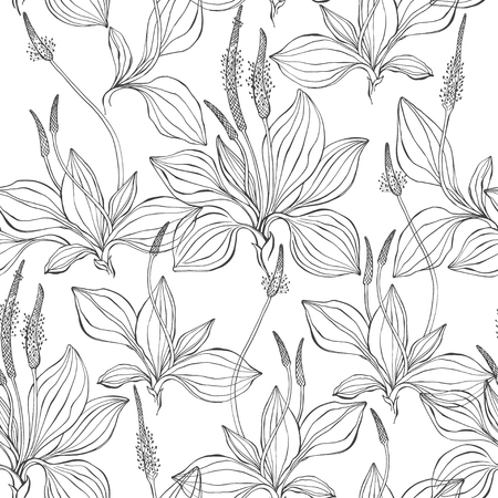 Seamless pattern with plantain. Black and white vector illustration. Outline drawing on a white background.のイラスト素材