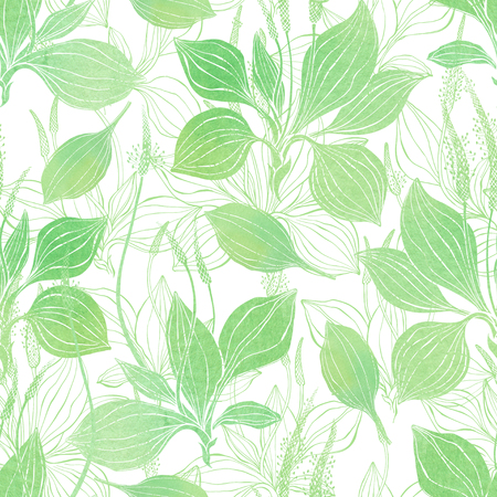 Seamless pattern with plantain. Watercolor illustration on a white background.の写真素材