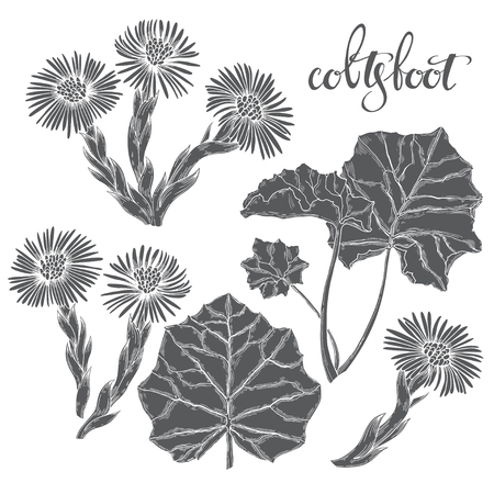 Coltsfoot Sketch. Hand drawn silhouette vector illustration, isolated floral elements for design on white background.のイラスト素材