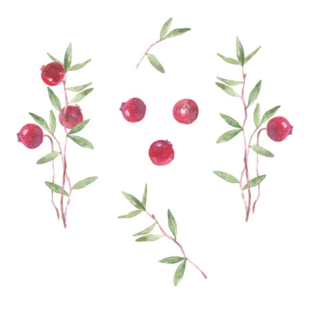 Cranberry. Hand drawn watercolor set, isolated on white background.の写真素材