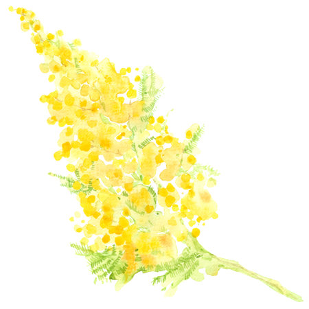 Branch of mimosa. Watercolor illustration on white background. Perfect as a greeting card, invitation element or an isolated element for design.の写真素材