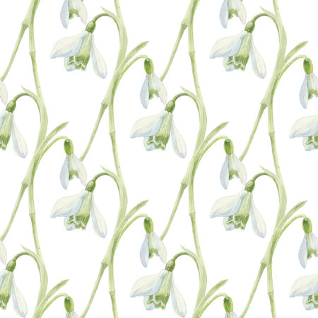 Snowdrops.  Hand-drawn watercolor illustration.の写真素材