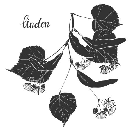 Linden branch isolated on white background. Black and white vector illustration.Silhouette.のイラスト素材
