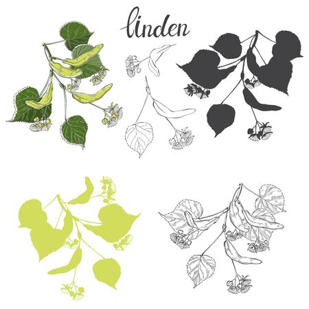 Linden branch isolated on white background. Vector illustration.Silhouette and outline.のイラスト素材