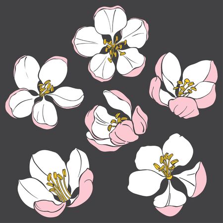 Apple tree flowers  isolated on dark background. Vector illustration. Silhouettes.のイラスト素材