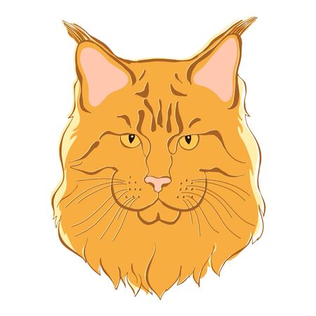 Maine coon, can be an element your design.のイラスト素材