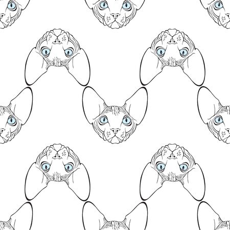 Animal art background with Canadian Sphinx, cat face.  t face.のイラスト素材