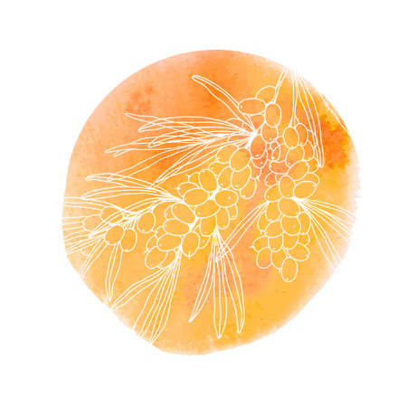 Sea buckthorn berries on the branch isolated on watercolor orange background. Vector illustration.