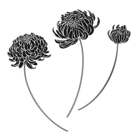 Chrysanthemums. Three isolated vector elements on white.のイラスト素材