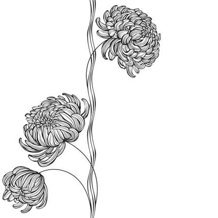 Chrysanthemum flowers on white background. Vector illustration with space for text. Invitation, greeting card or an element for your design. Black and white.のイラスト素材