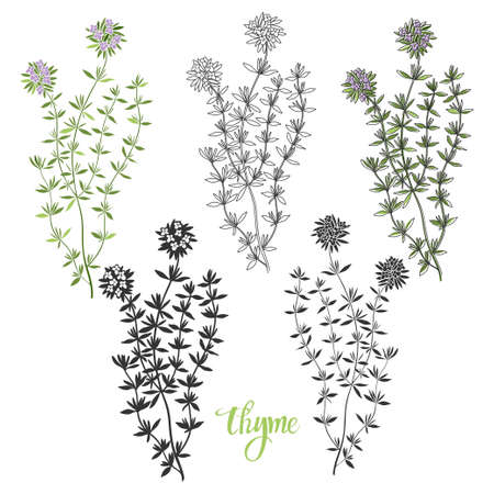 Thyme. Fragrant herb. Hand-drawn vector illustration. Element for design.のイラスト素材