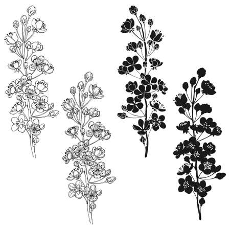 Flowering branch of an apricot tree. Hand-drawn isolated vector objects on white background. black and white.のイラスト素材