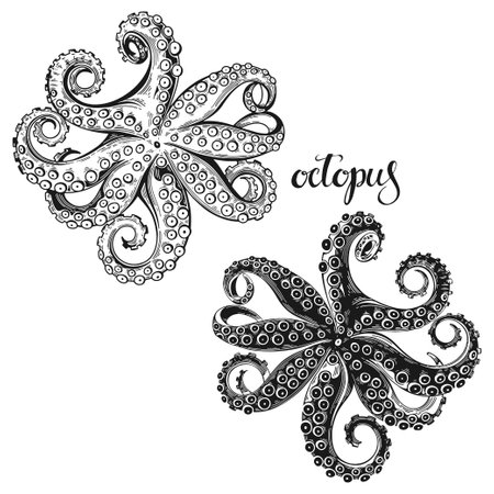 Set of vector octopus illustrations. Vector set good for pub menu decoration. black and white.のイラスト素材