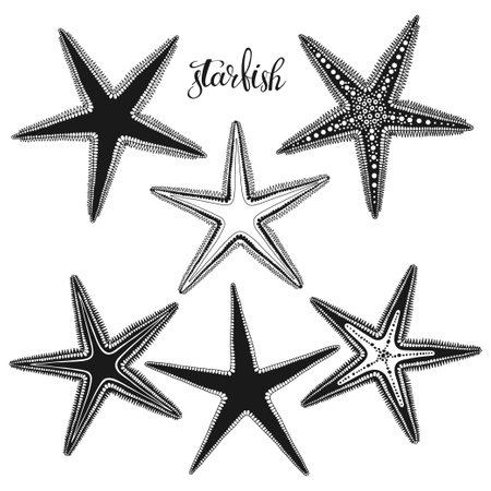 Set of vector starfish illustrations. Vector set for decoration. black and white. 6 different options.のイラスト素材