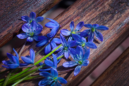 Scilla sibirica (blue snowdrops)の写真素材