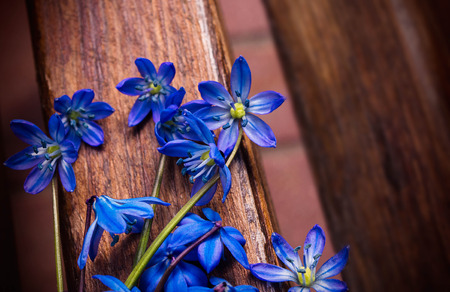 Scilla sibirica (blue snowdrops)の写真素材