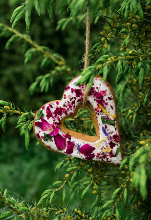 Cookies hanging on a branch of juniperの写真素材