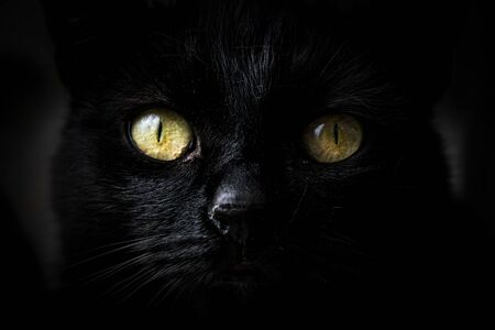 Close-up on a cute muzzle of a black cat