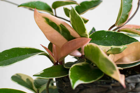 Ficus benghalensis, also known as ficus benghalensis.の写真素材